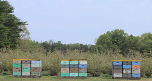Managed Pollinator Protection Plan update from Michigan State University Extension