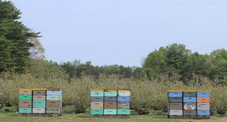 Honey bee hives in a blueberry field.