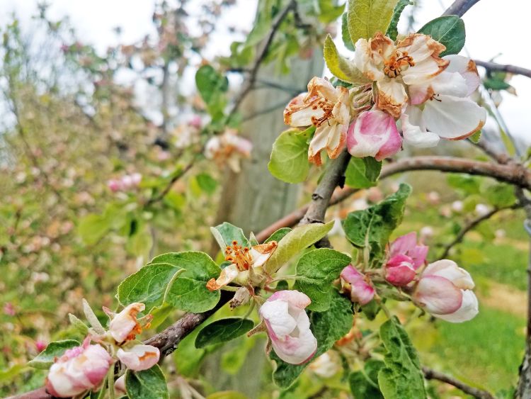 Freeze injury to apple blooms