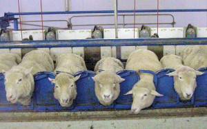Dairy animals around the world: Sheep