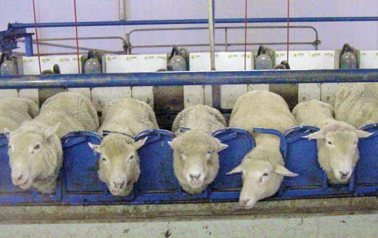 Sheep standing in a milking parlor.