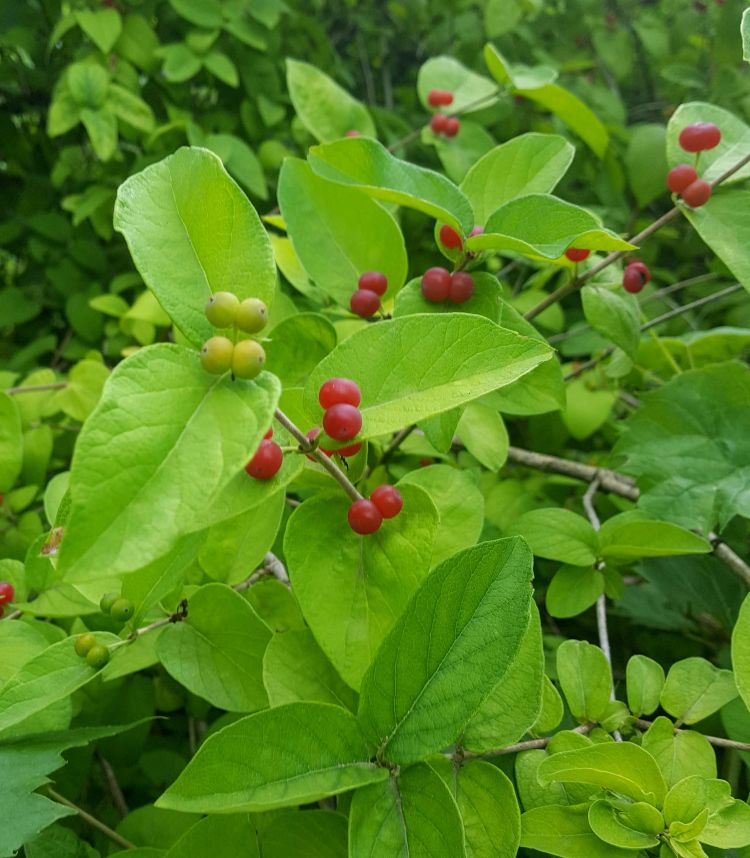 Bush Honeysuckle fruit are ripening.