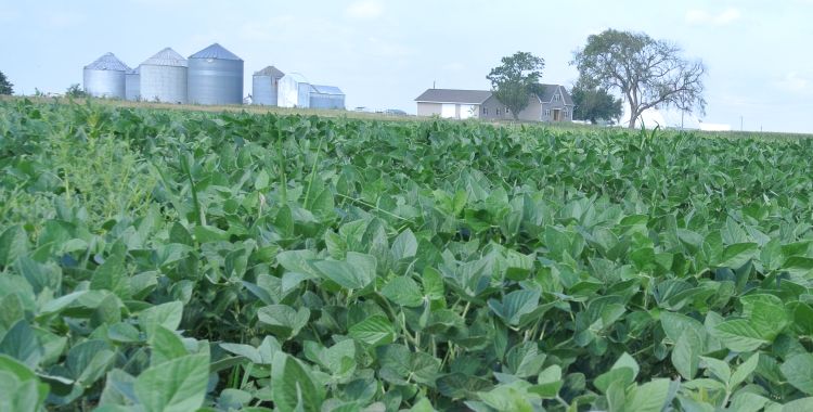 Field of soy beans with U.S. farm in background