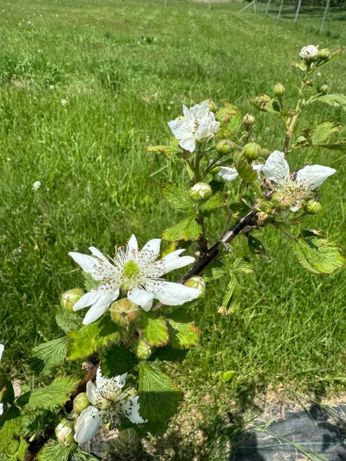 Blackberry blossom flowers.