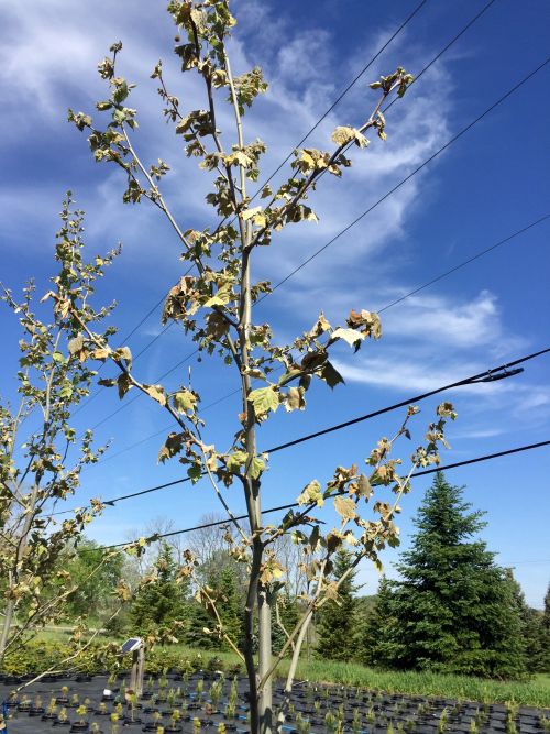 Photo 1. Late frost damage from May 8–9 frosts on London planetree. Photo by Dana Ellison.