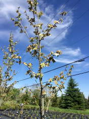 Don T Panic Over Frost Damage To Trees And Shrubs Msu Extension