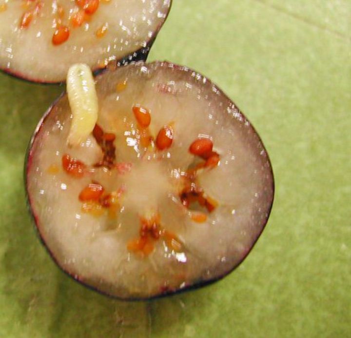 Blueberry Maggot Emergence Sharply Up After Rains Msu Extension