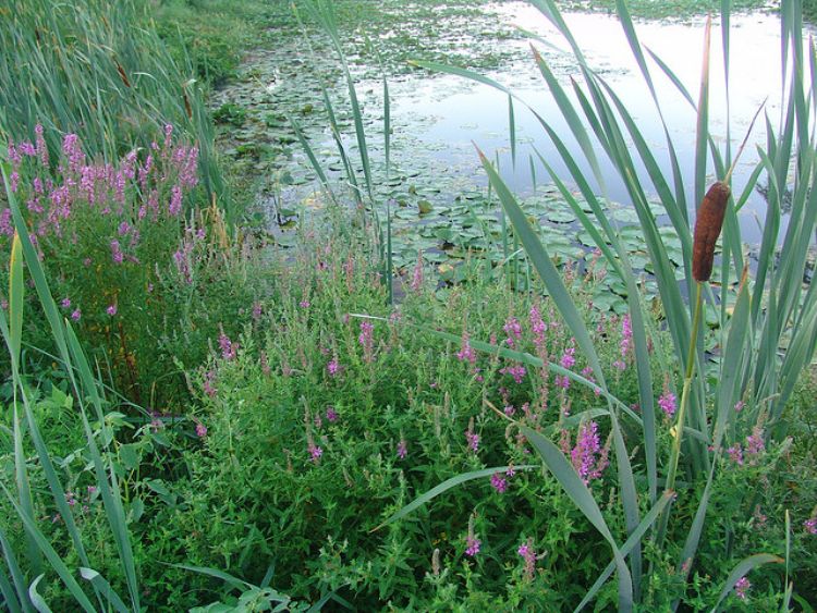 Purple loosestrife has been found to adapt its first flowering date to adjust to a longer growing season. Photo credit: Michigan Sea Grant