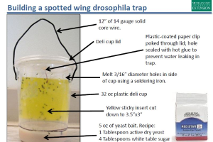 Building a spotted wing drosophila trap