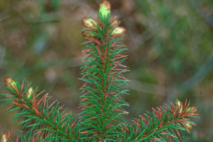 Lirula needle blight found on Black hills spruce