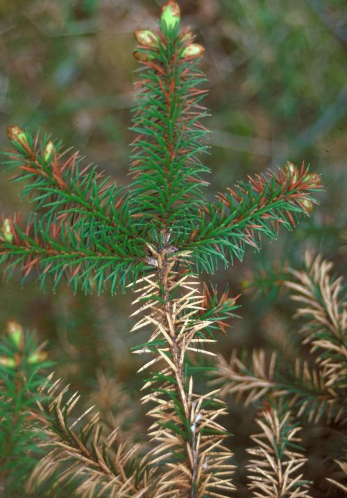 Brown needles killed by Lirula can remain attached for several years. Photo: Paul E. Hennon, USDA Forest Service, Bugwood.org.