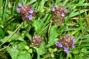 Healall – Prunella vulgaris