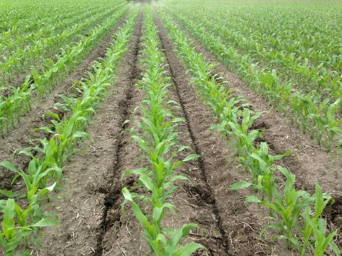 preparation of soil sample Preparation of soil fertility maps.