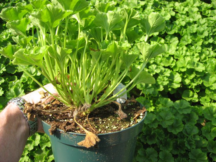 Photo 1. Ethylene damage (multiple shoots and aborted flowers) on geranium. Photo: Royal Heins, retired, MSU.