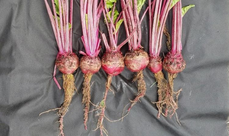 Susceptible red beet variety