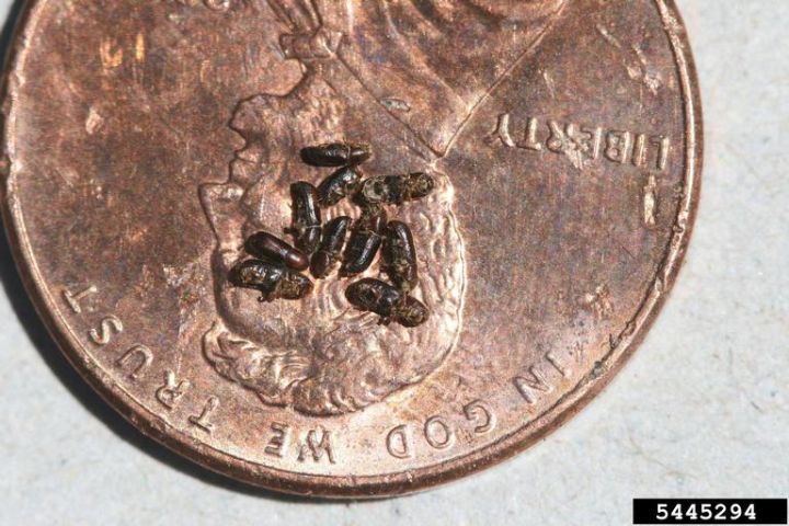 Tiny Insects Pose Huge Risk For Black Walnut Trees Msu Extension