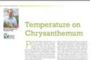Temperature on chyrsanthemum
