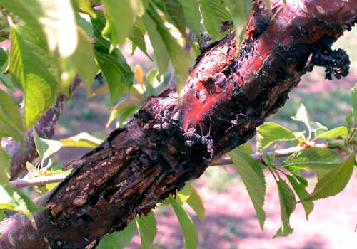  Visible canker. 