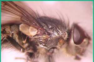 Cluster Fly Plant Pest Diagnostics