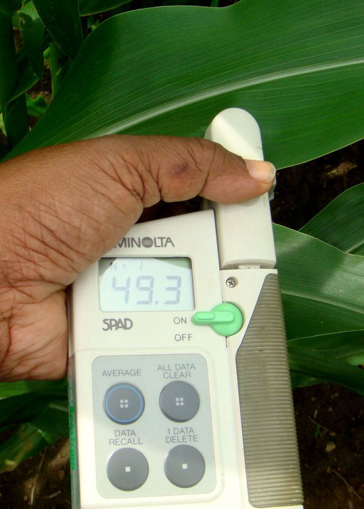 Minolta SPAD 502 Chlorophyll Meter.