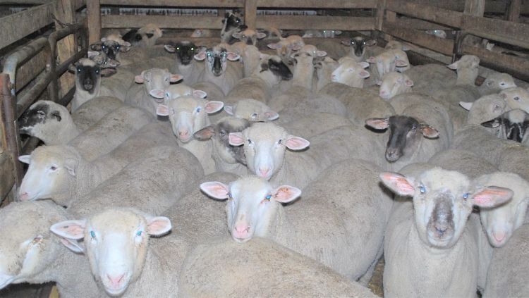 Lambs ready for market
