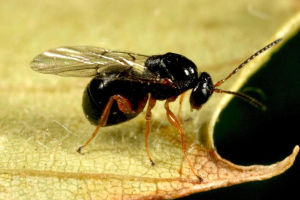 MSU research sheds light on Asian chestnut gall wasp in Michigan