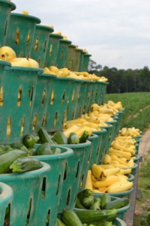 Summer Squash