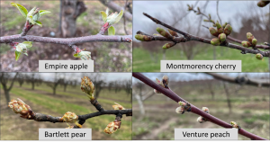 West central Michigan tree fruit update – May 3, 2022