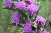 Bumble bees with rough blazing star