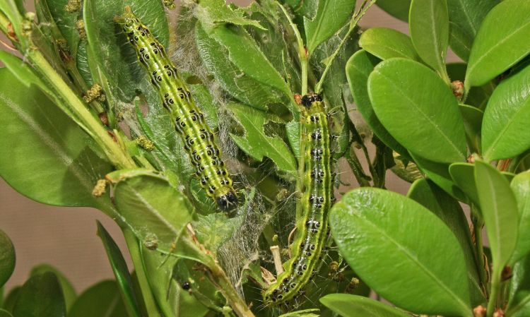 Box tree moth caterpillars feeding on boxwood stems and foliage.