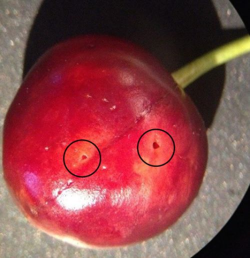 Oviposition scars on cherry.
