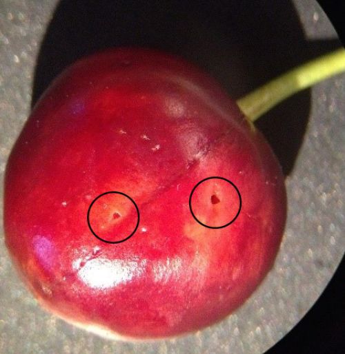 Oviposition scars on cherry.