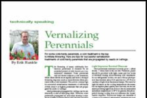 Vernalizing perennials
