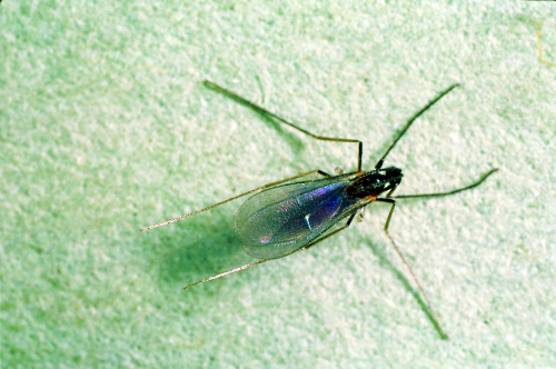  Adult resembles a small mosquito. 