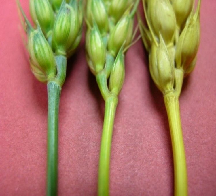 Three wheat stems, the farthest right is yellow and mature.