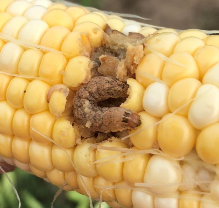 Western bean cutworm