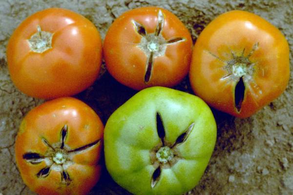 Tomato fruit cheap