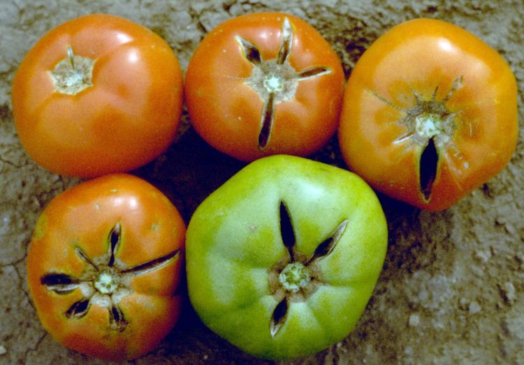 Radial cracks in tomato fruit. Photo by M.E. Bartolo, Bugwood.org