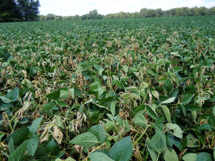 Photo 1. White mold symptoms in a dense soybean canopy.