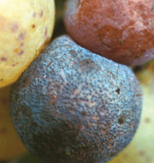 Fruiting bodies appear as numerous black specks on the berry surface.