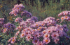 New England aster