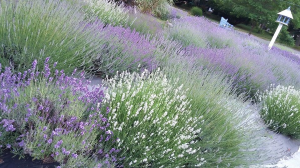 Growing lavender in Michigan: Advice for a purple garden