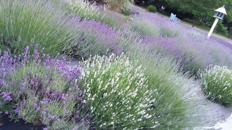 Growing lavender in Michigan: Advice for a purple garden - Gardening in  Michigan