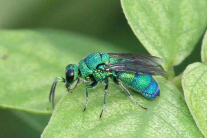 Michigan insects in the garden - Week 10: Jewel wasps