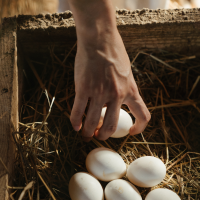 Collecting eggs