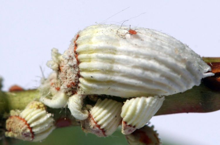 Cottony cushion scale females. Photo credit: Lesley Ingram, Bugwood.org