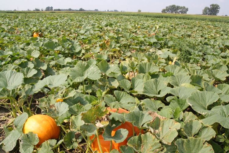 Pumpkin field