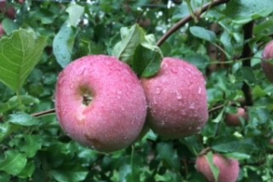 Grand Rapids area apple maturity report – Oct. 6, 2021