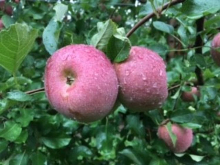 Red apples hanging from a tree with rain droplets on them.