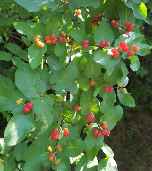 Southwest Michigan Fruit Update July 30 2019 Fruit Nuts